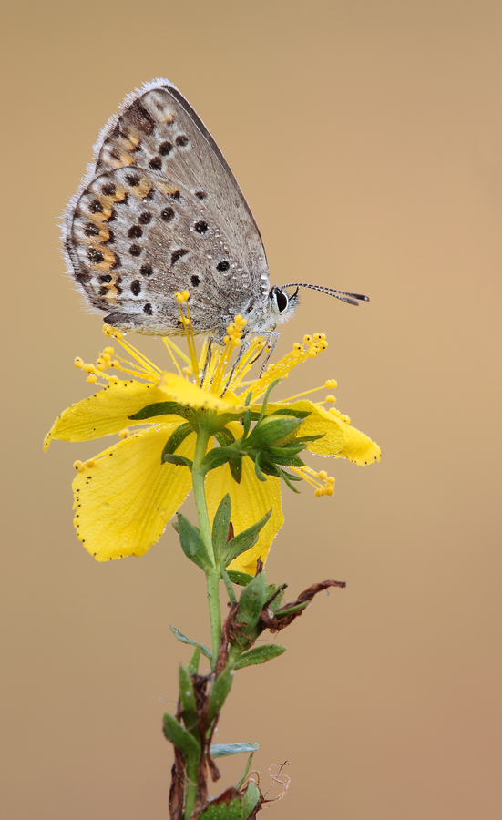 15/11, regalo di COMPLEANNO