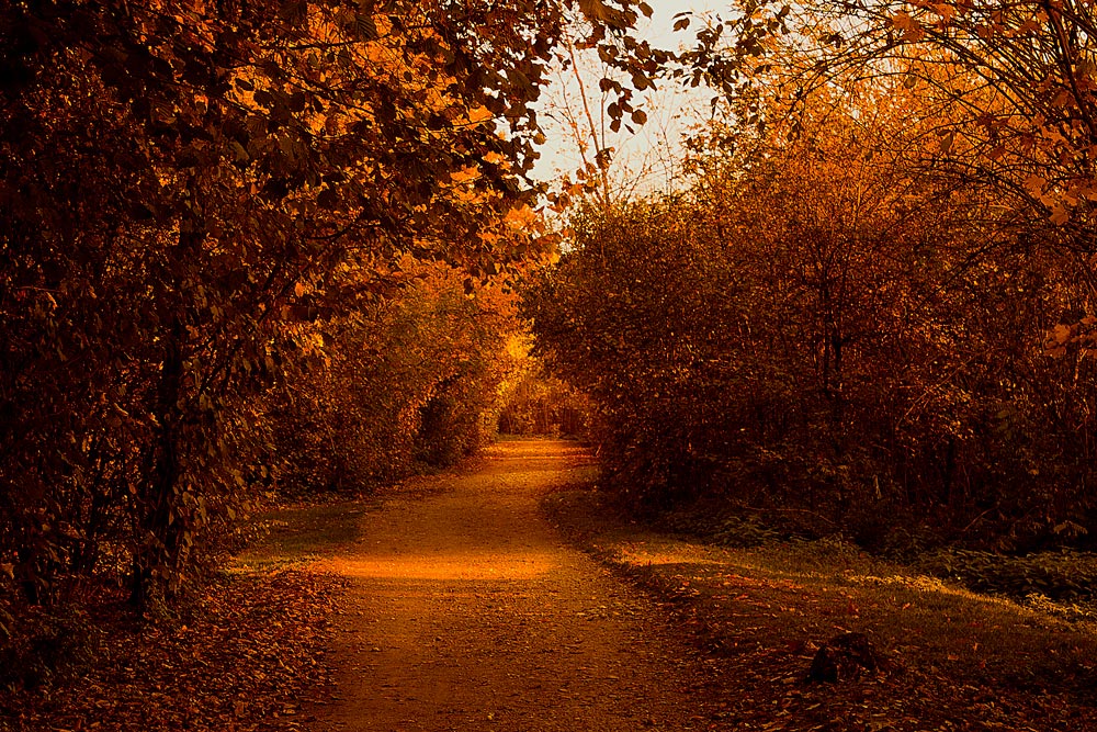 Bosco In Citt� - 8