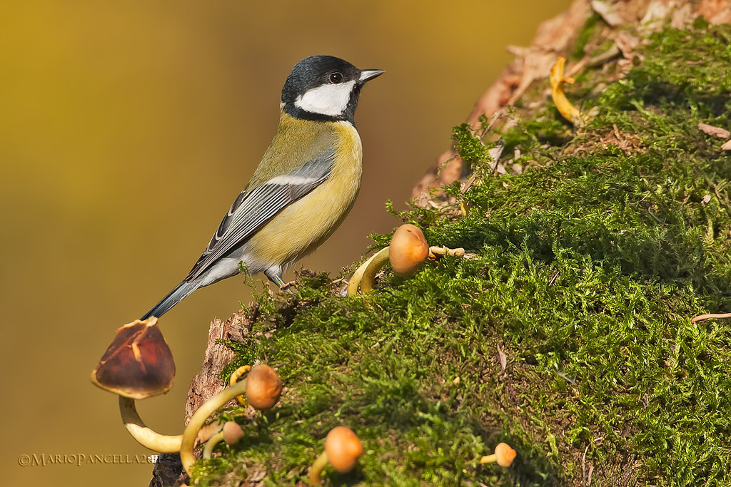 Cinciallegra ambientata