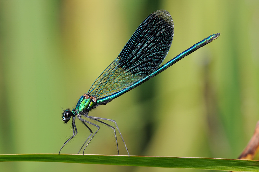 Calopteryx Splendens (maschio)