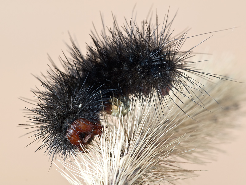 bruco nero...ritratto...