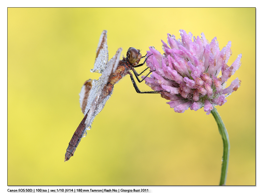 Sympetrum pedemontanum sul fiore