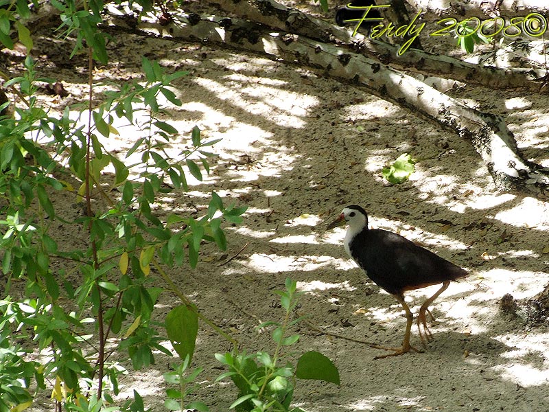Gallina maldiviana 2 ?