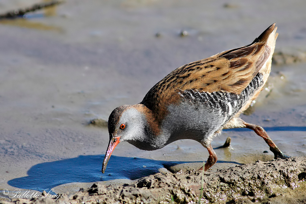 porciglion​e (Rallus aquaticus)