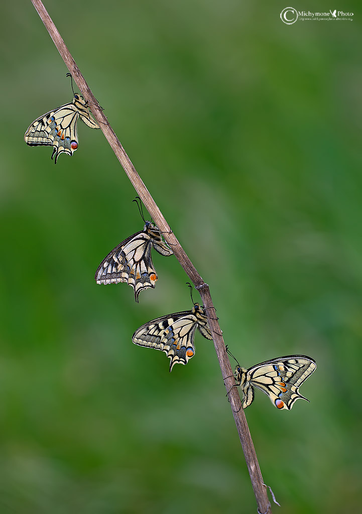 Macaone (Papilio machaon Linnaeus, 1758)