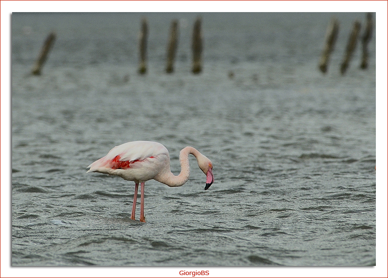 Fenicottero in Camargue
