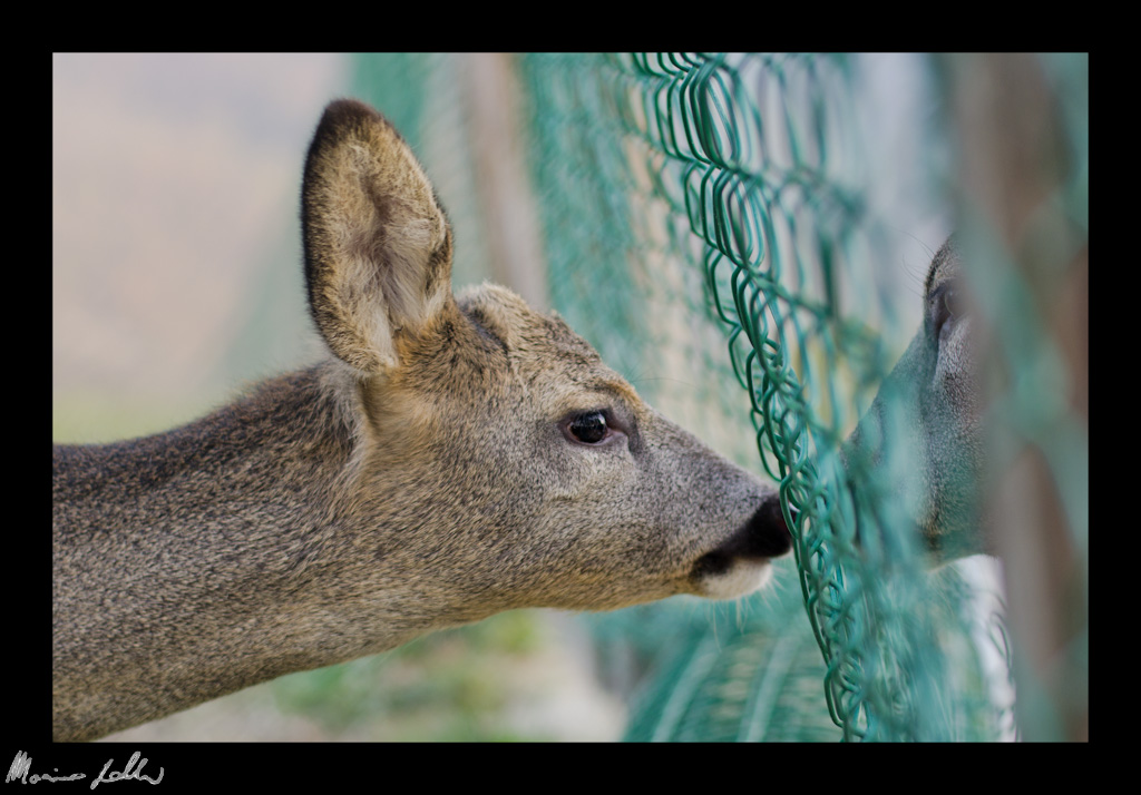 Bambi allo specchio??