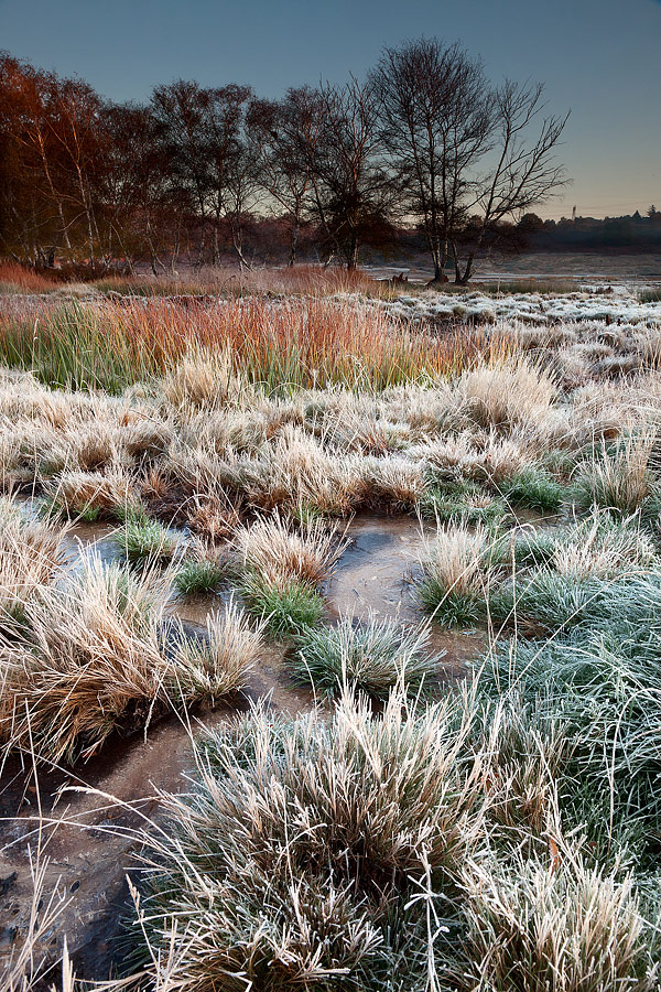 ... frozen grass bushes...