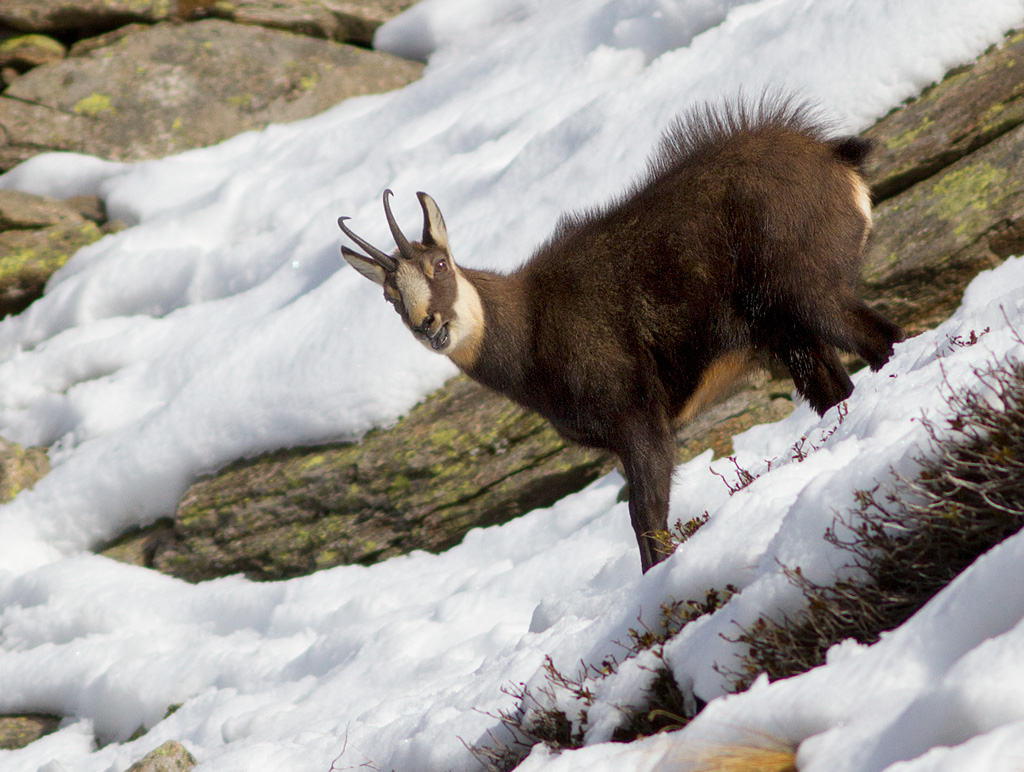 Mamma... ho paura, � ripido