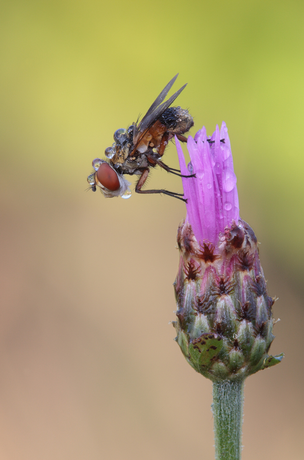 Primi scatti con la 5D MII