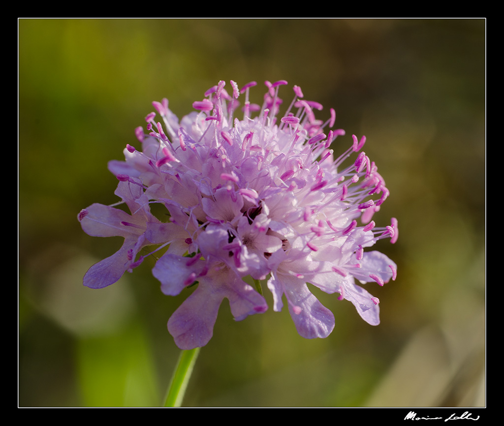 L'ultimo fiore al sole