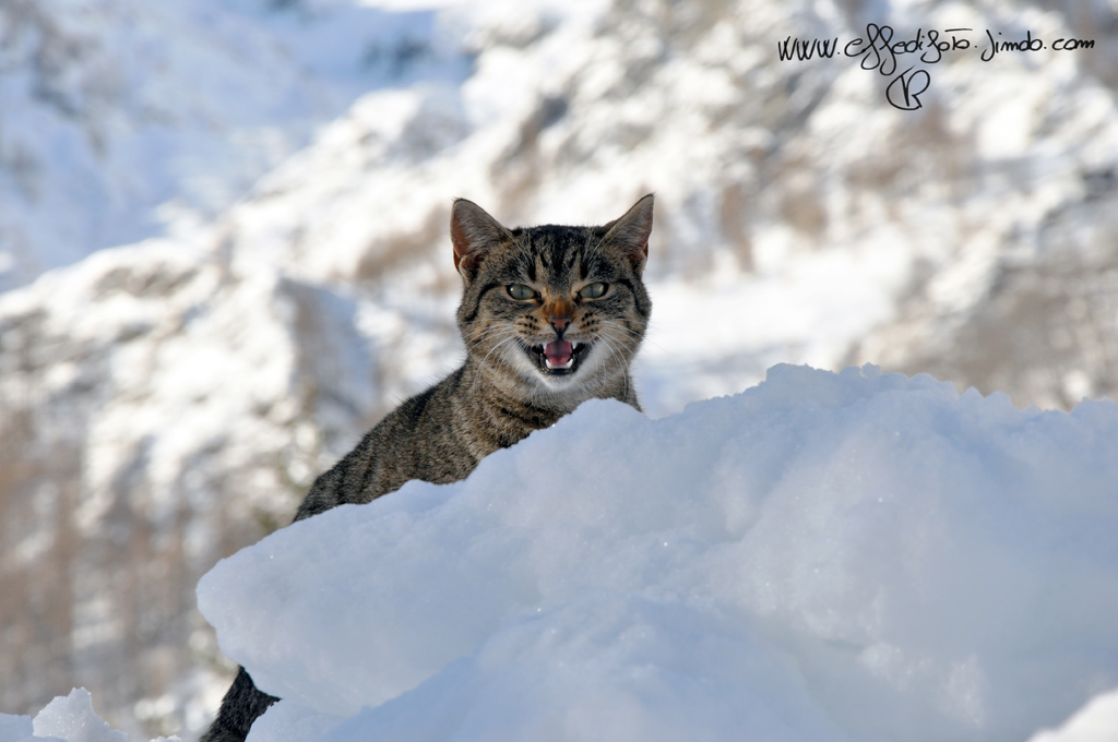 MI SENTO UNA LINCE...