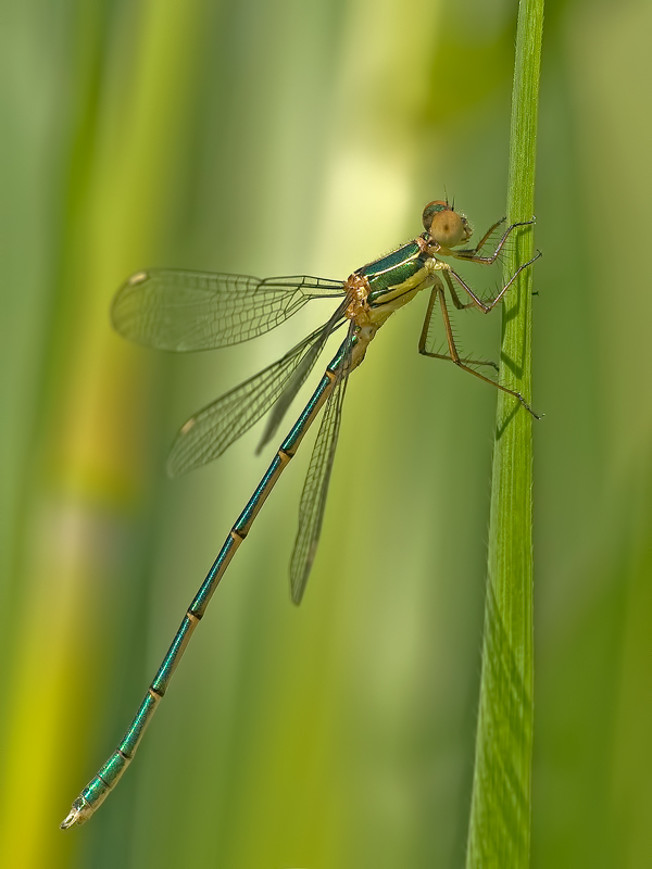 Lestes virdis