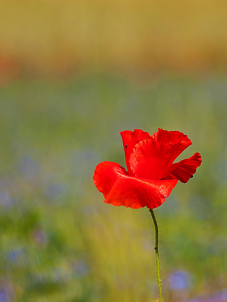 Papavero, insetti e sfondo di giacinti spontanei