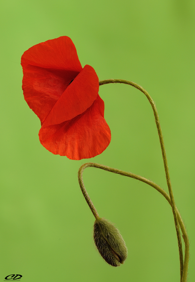 semplicemente papavero..