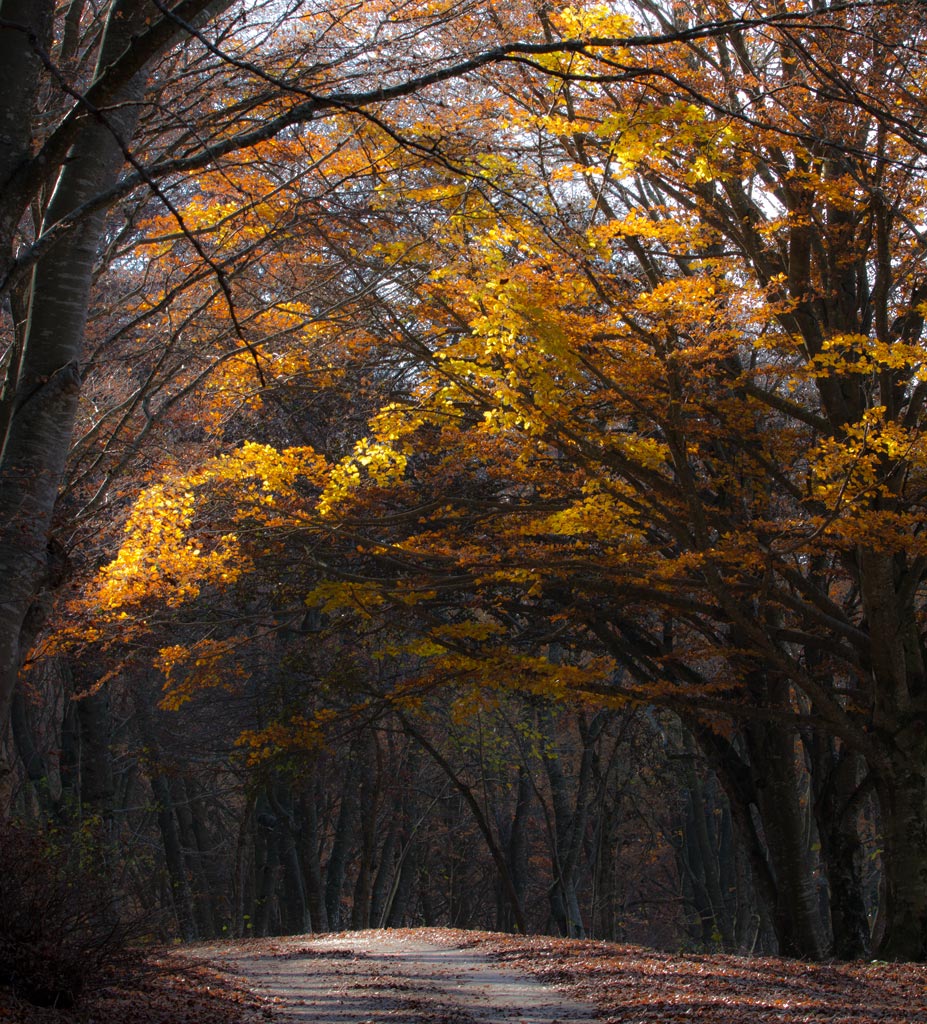 Il mio bosco incantato