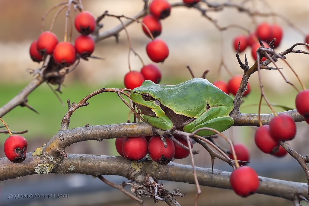 Raganella -Hyla intermedia