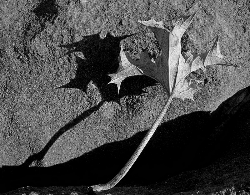 bianco nero spinoso..