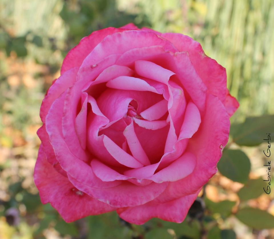 Rosa Rosa