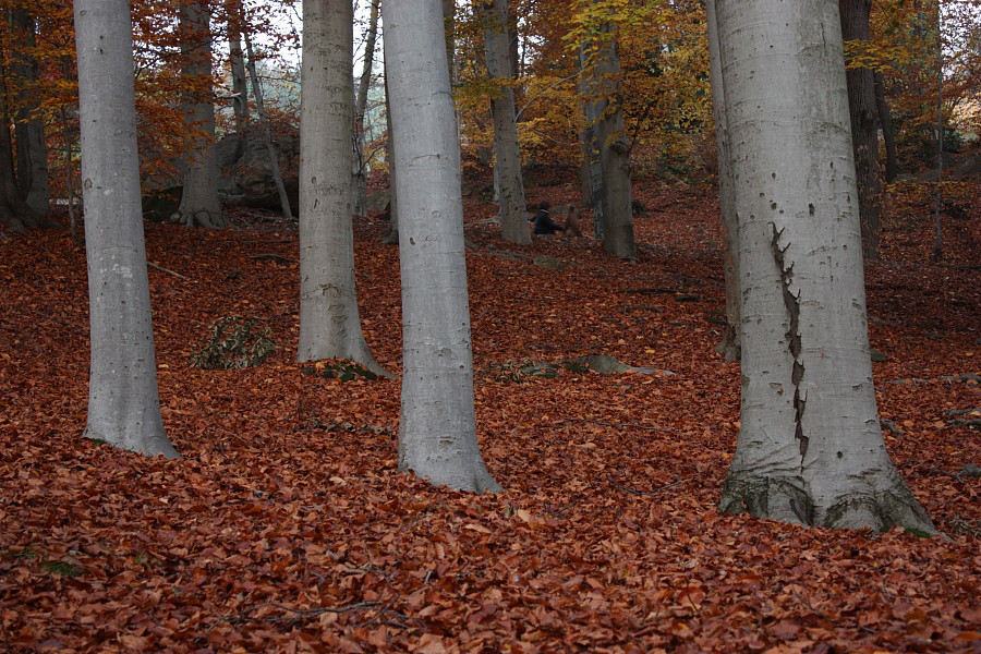 Presenze nel bosco - 2