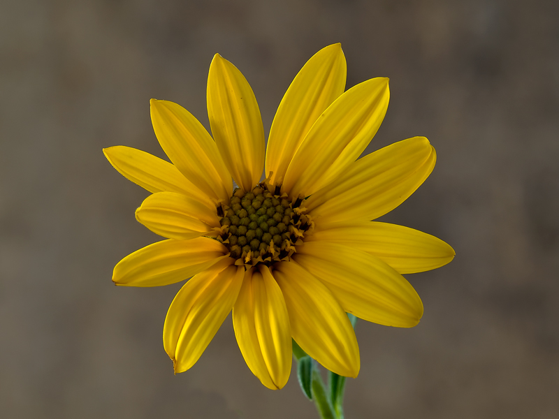 ...semplicemente...giallo...