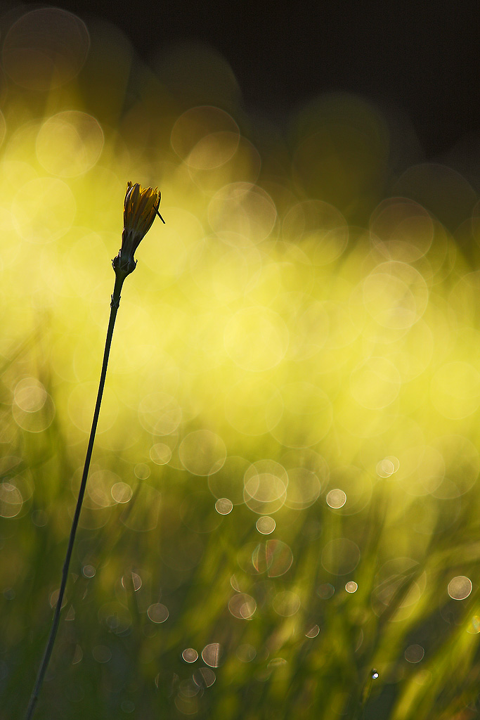 tarassaco alle prime luci del mattino
