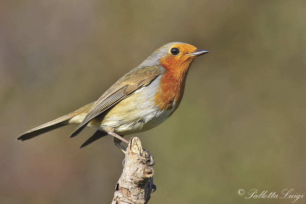 Pettirosso (Erithacus rubecula)