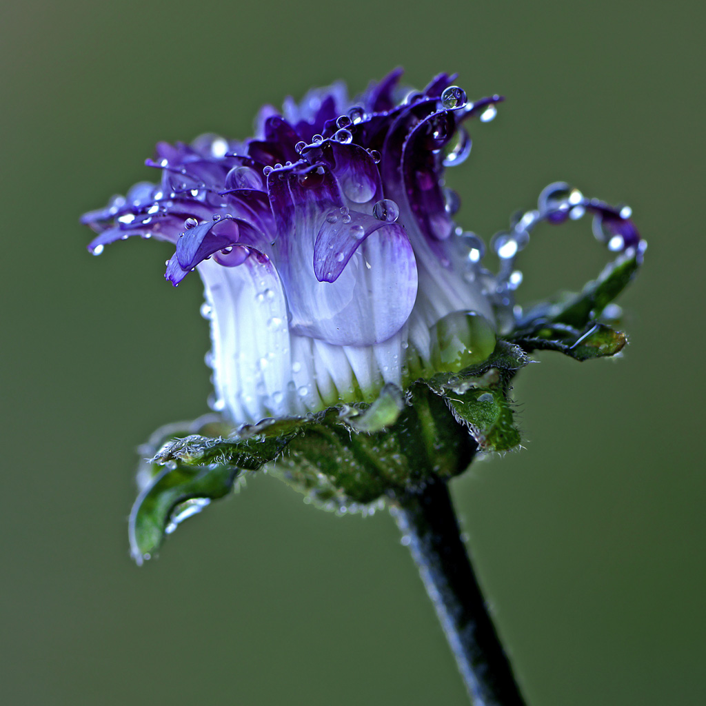margherita violacea...