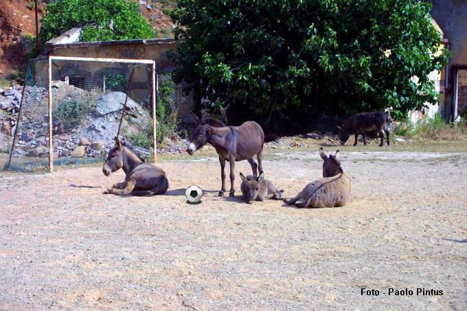 La partita degli Asini