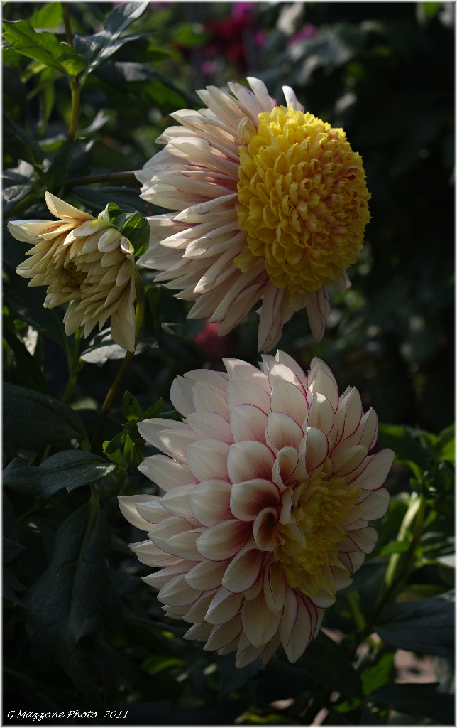 Dalie a Villa Taranto