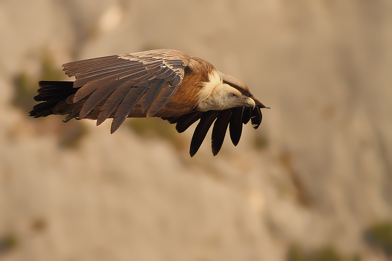 GRIFONE VISTO DI FIANCO.......