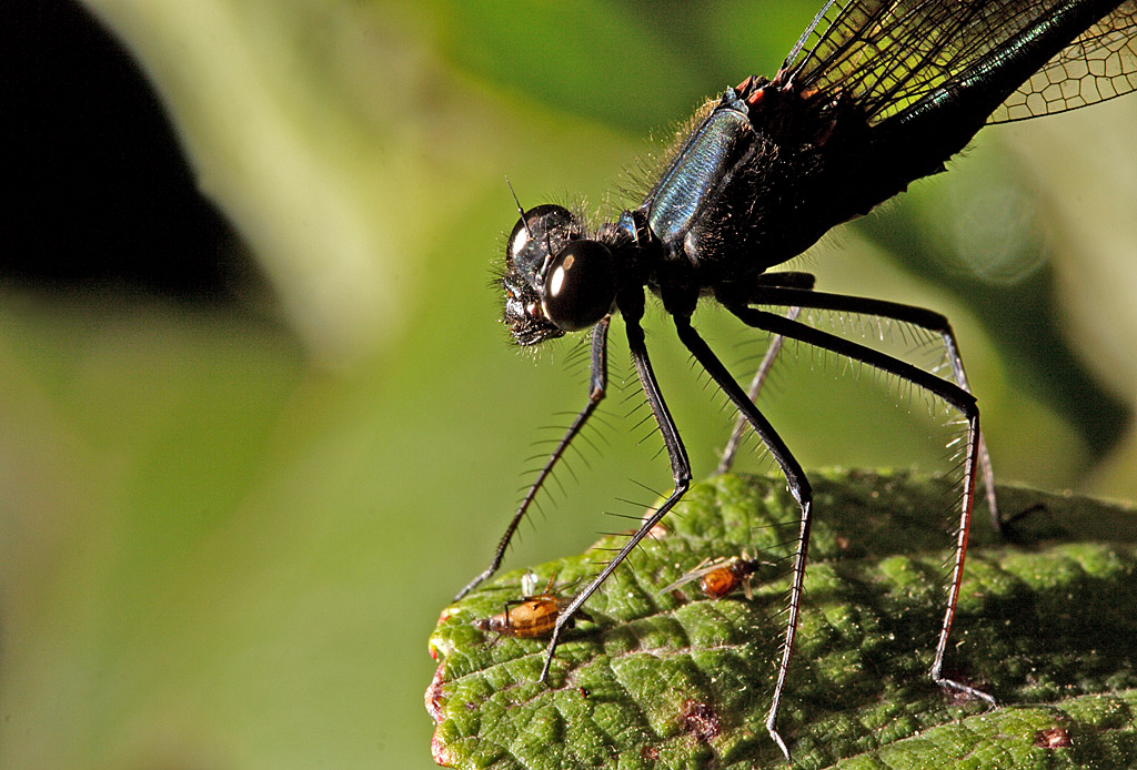 A guardia del bottino