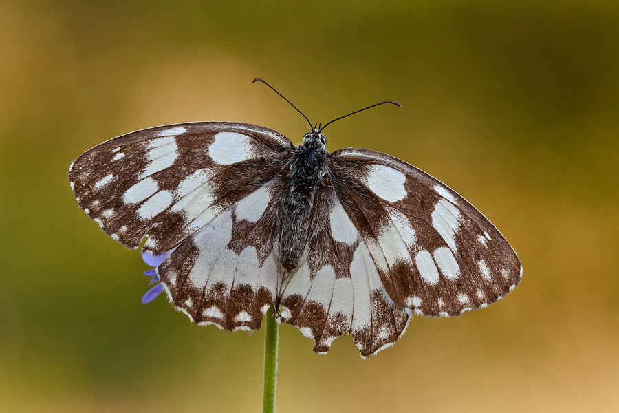 Melanargia