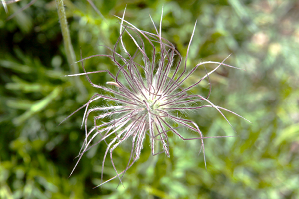 Giardino Alpino Saussurea