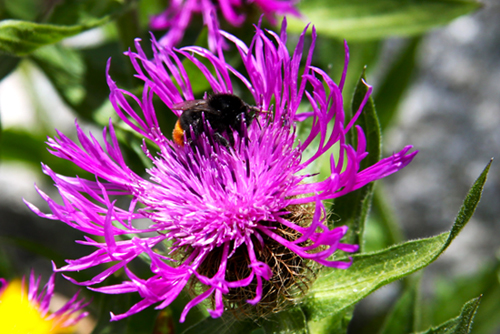 Giardino Alpino Saussurea 2