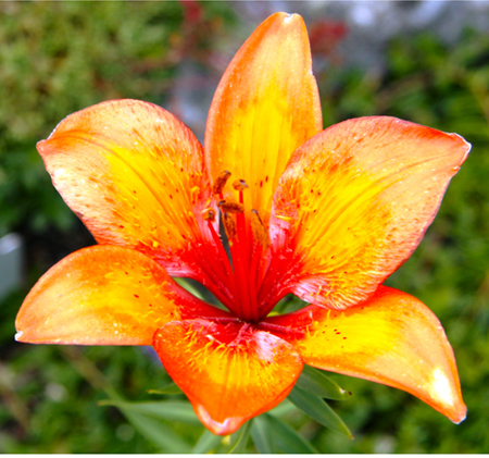 Giardino Alpino Saussurea 3