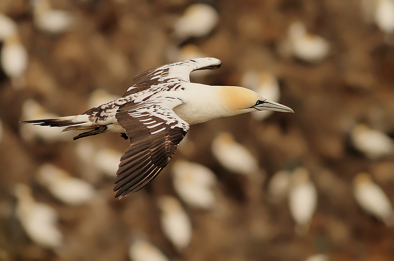 SORVOLANDO LA COLONIA......