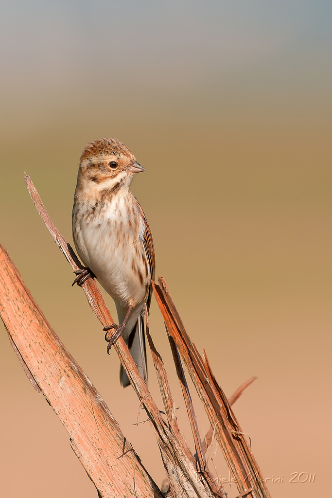 Migliarino di palude
