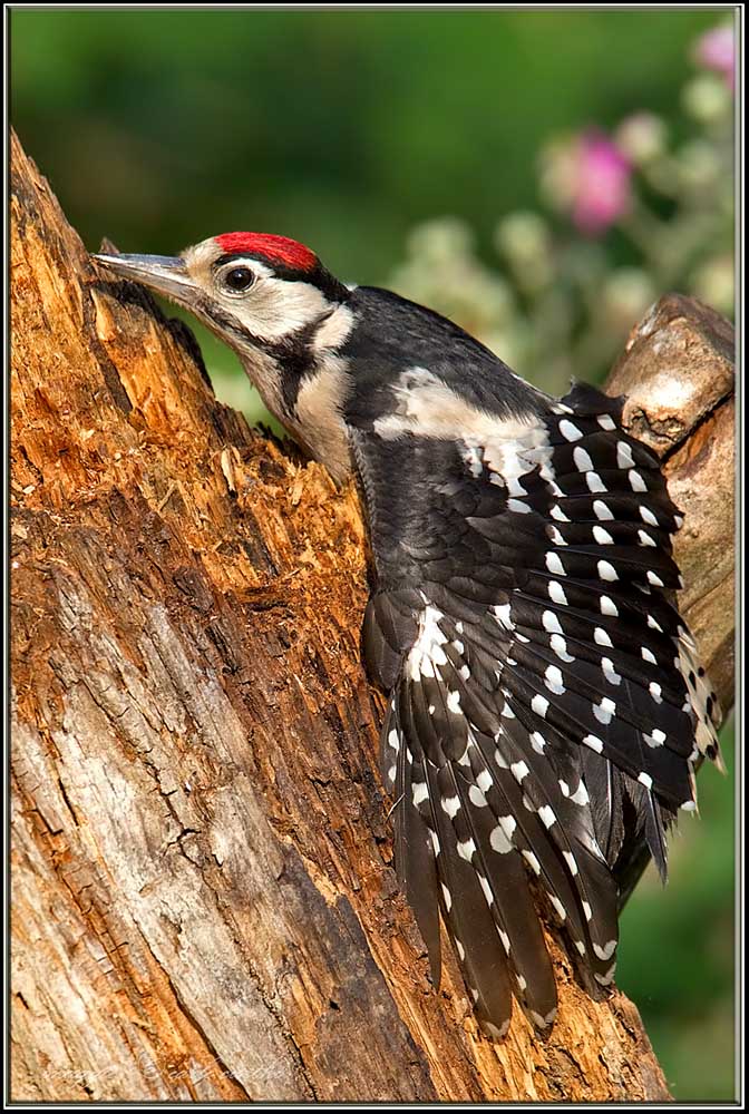 piccolo di picchio rosso maggiore