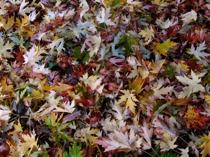 composizione autunnale