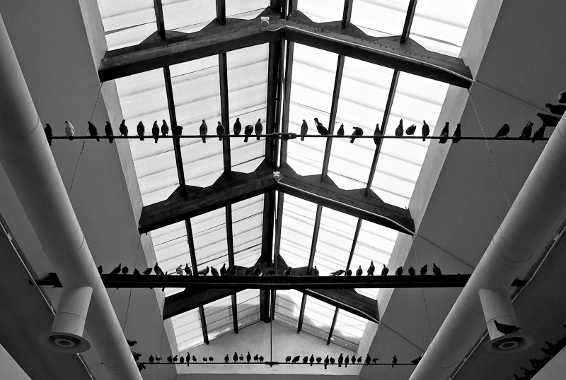 in volo (1997 - 2011)