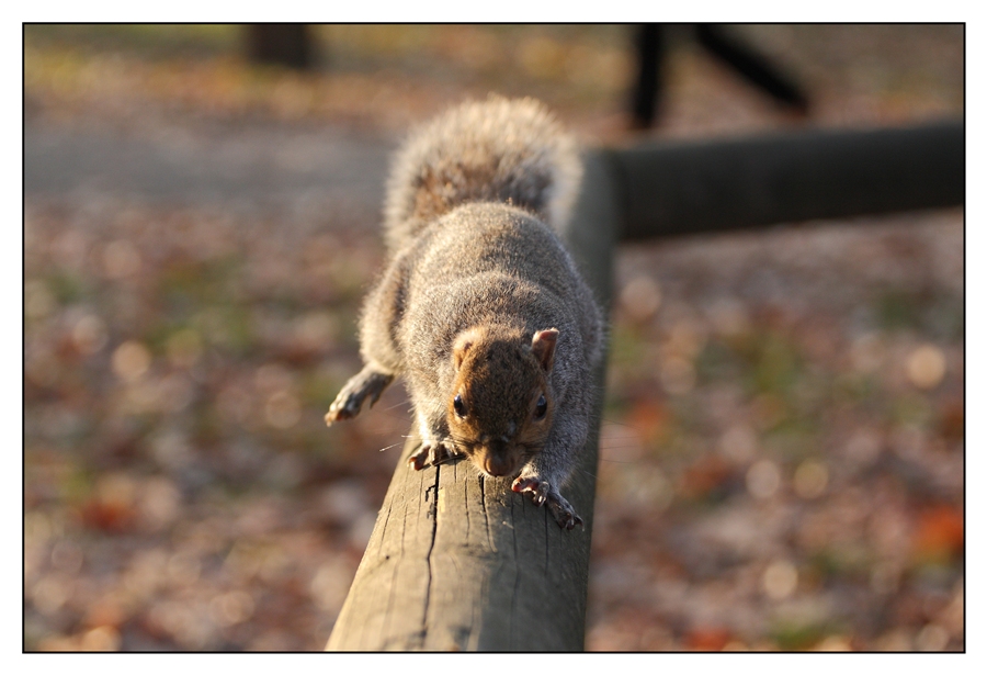 vengo ma non mi fido....