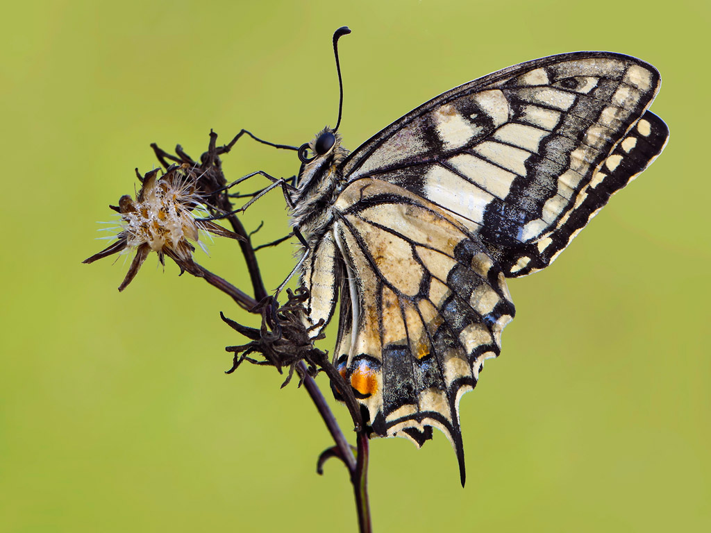 Papilio machaon