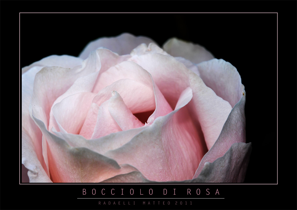 Bocciolo di rosa