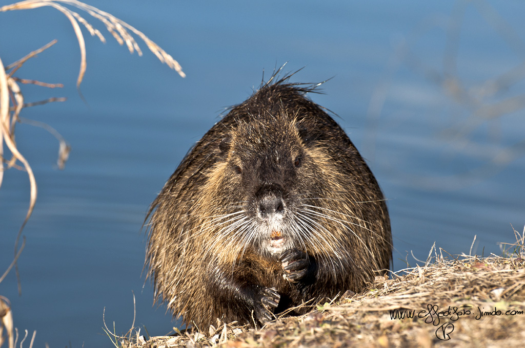 nutria