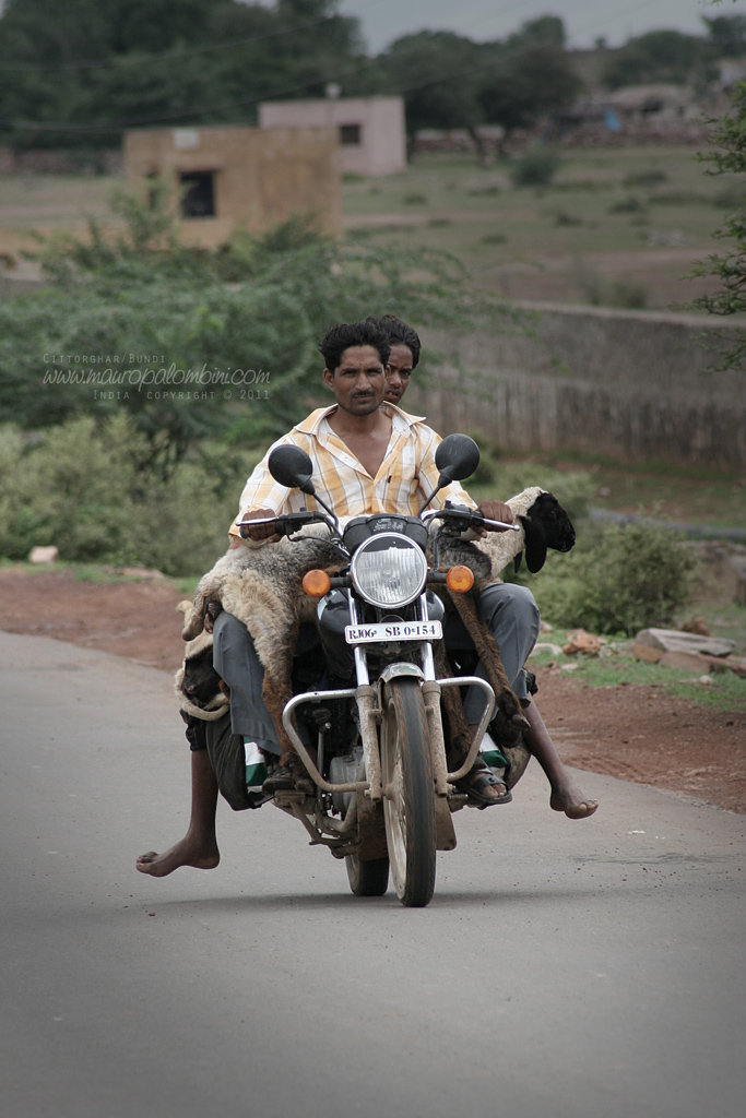 Un singolare trasporto animali