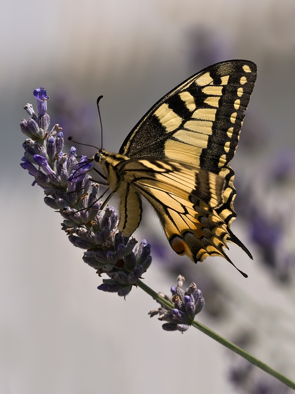 ..la luce nelle ali...