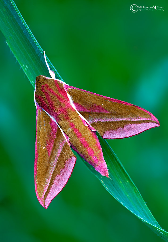Deilephila porcellus