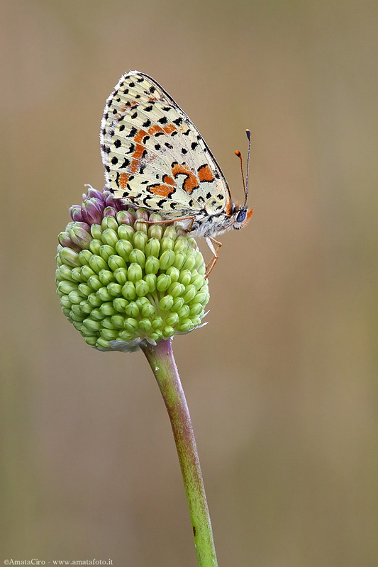 Melitaea didyma su cipollotto selvatico