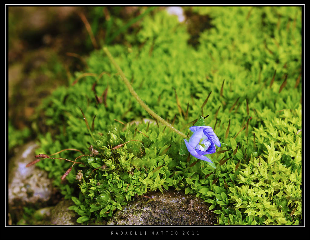 Su di un soffice.. tappeto.